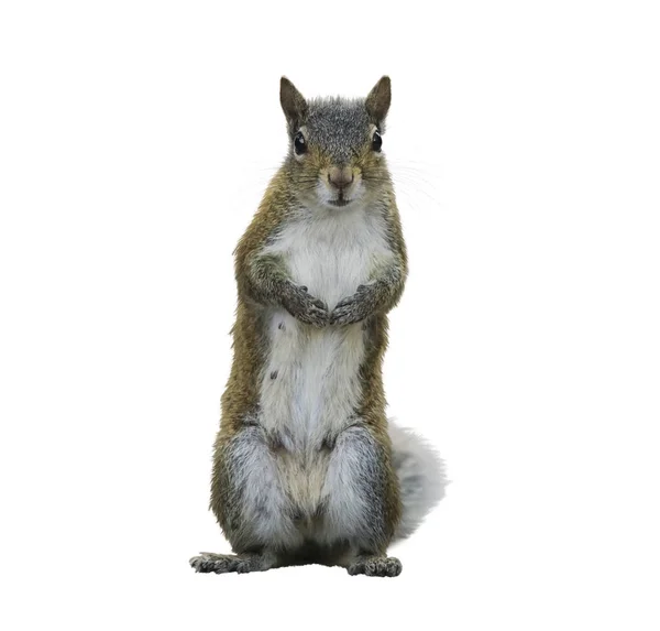 American Gray Squirrel — Stock Photo, Image