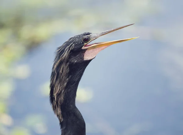 Anhinga męskiej głowy — Zdjęcie stockowe