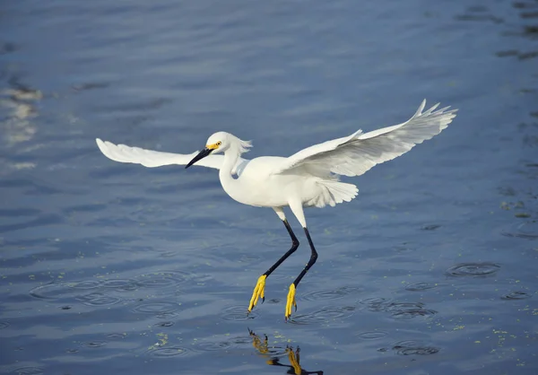 Snowy Egret in flight — Stock Photo, Image