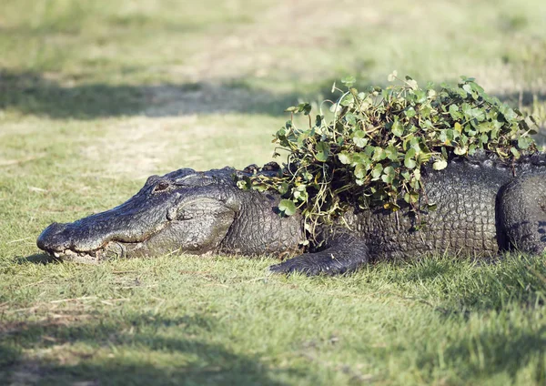Alligator ruht mit einigen Wasserpflanzen auf dem Rücken — Stockfoto