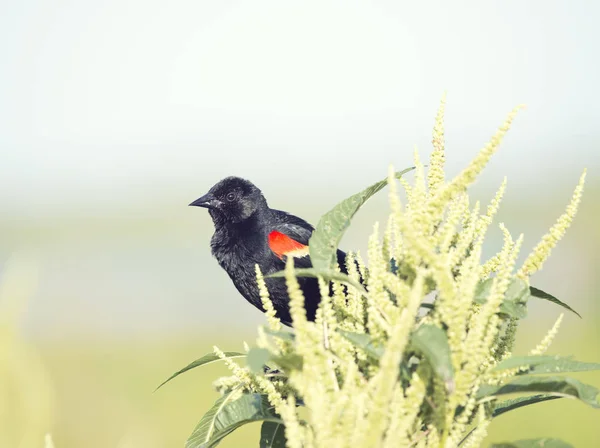 Röd – winged blackbird sittpinnar — Stockfoto