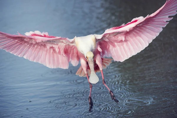 Roseate Spoonbill in flight — Stock Photo, Image