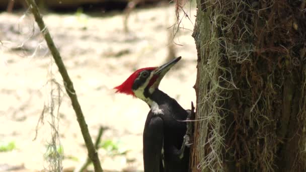 Pileated Woodpecker alimenta na Flórida Wetlands — Vídeo de Stock