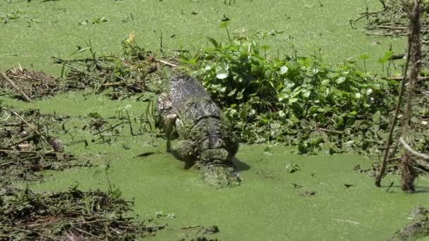Alligator livnär sig på fisk i ett träsk — Stockvideo