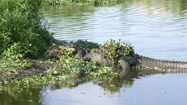 Alligator med en sköldpadda i käkarna — Stockvideo