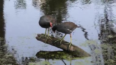 gün batımında iki ortak Gallinules
