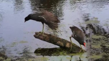 gün batımında iki ortak Gallinules