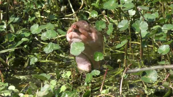 Флоридская черепаха, выглядывающая из болота — стоковое видео