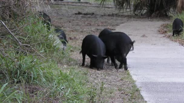 les porcs sauvages se nourrissent dans un parc 