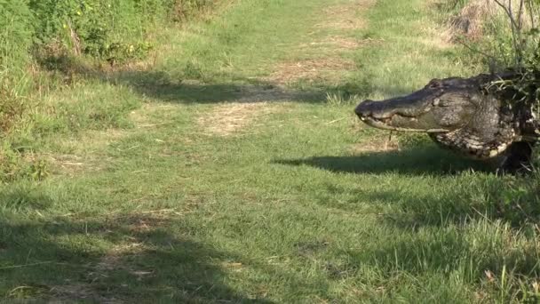 Grand alligator sort du lac — Video