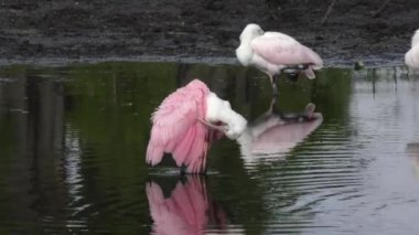 Pembe Spoonbills bir havuzda