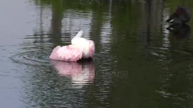 Pembe kaşıkçı banyo alır