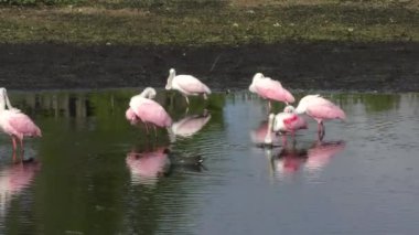 Pembe Spoonbills bir havuzda