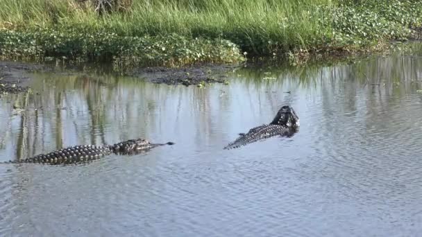 Alligators bahavior tijdens het broedseizoen — Stockvideo