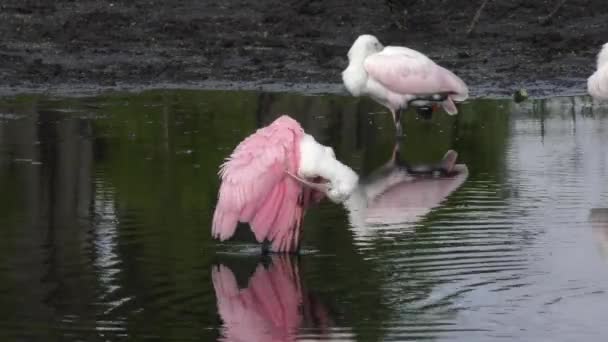 Roseate Spoonbills in a pond — Stock Video