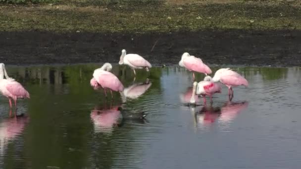 Espátulas rosadas en un estanque — Vídeo de stock