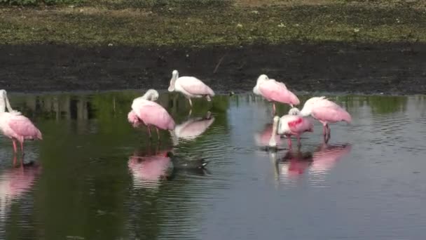 Pembe Spoonbills bir havuzda — Stok video