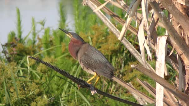 Green heron perches on a palm tree — Stock Video