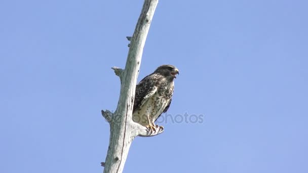 Giovane Red-Shouldered Hawk chiama — Video Stock