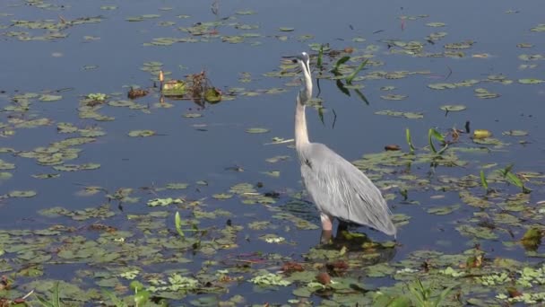 Great blue heron feeds on fish — Stock Video