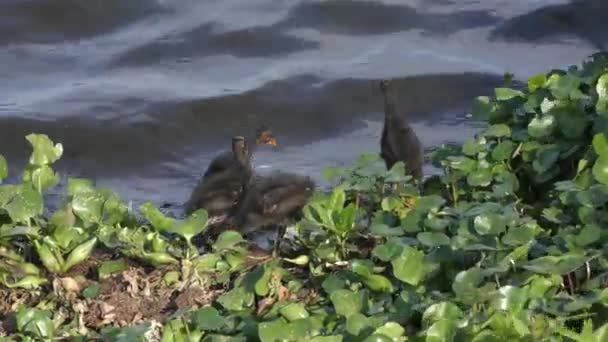 Pollitos comunes Gallinule cerca del lago — Vídeo de stock