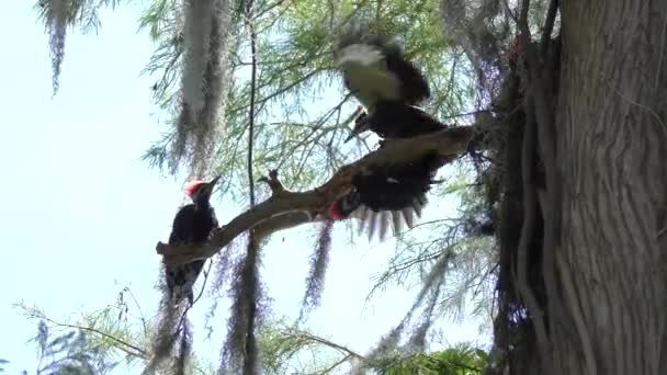 Pileated spechten op een tak — Stockvideo