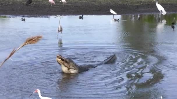 Fish jumps out of alligator mouth — Stock Video