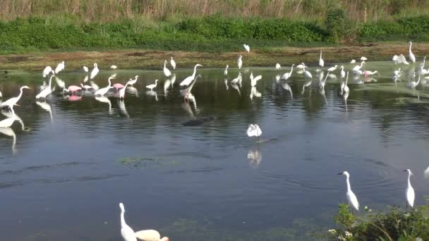 Kuşlar ve bir su birikintisi besleme timsahlar — Stok video