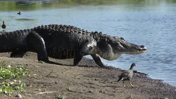 Alligator walks to the pond — Stock Video