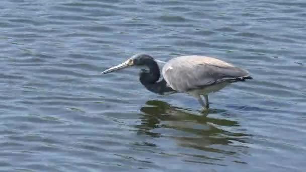 Tricolored Heron alimenta-se de peixes — Vídeo de Stock