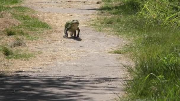 Niewielki aligator spacery wzdłuż szlaku — Wideo stockowe