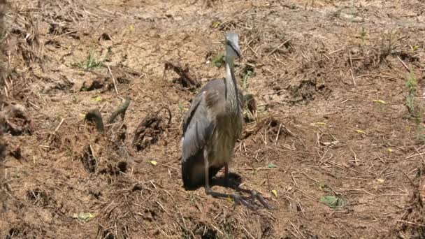 Great blue heron resting in Florida wetlands — Stock Video