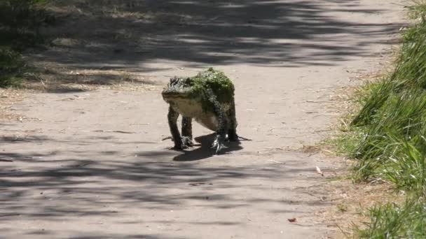 小鳄鱼步行沿一条小径 — 图库视频影像
