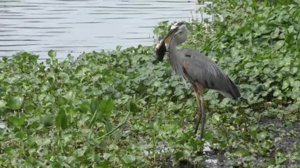 Gran garza azul con un bagre — Vídeo de stock