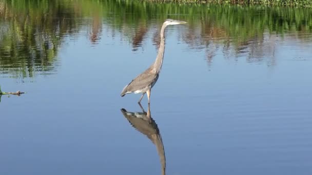 Great Blue Heron in a lake — Stock Video