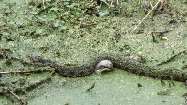 Serpent d'eau bagué dans un marais — Video