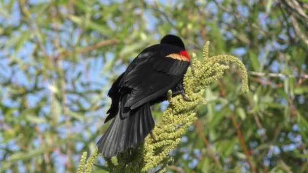 Czerwony – skrzydlaty Blackbird krycia wywołanie — Wideo stockowe