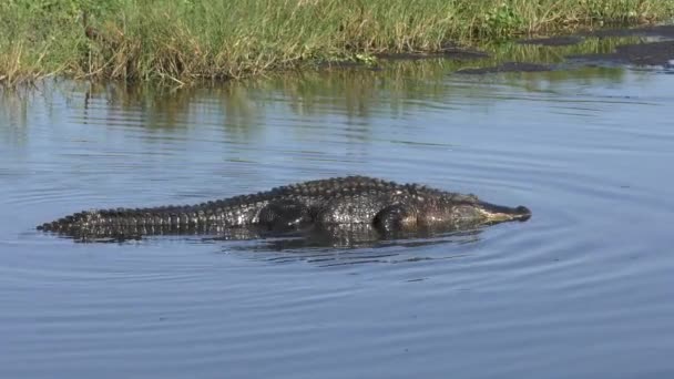 Alligator swims in the shallow water — Stock Video