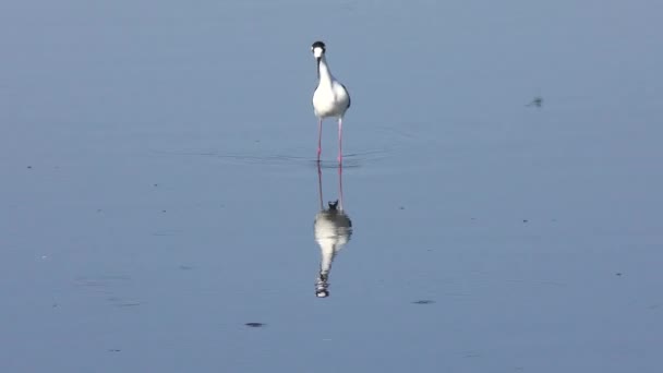 Black-necked Stilt feeds in a lake — Stock Video