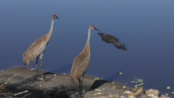 Psammophila kraan schrikt alligator af — Stockvideo