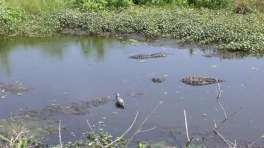 büyük timsah sudan heron sonra atlar.