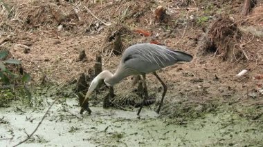 büyük mavi balıkçıl büyük bir kurbağa yutar