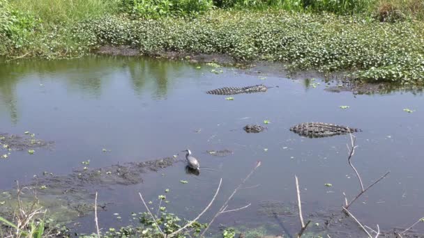 Stor alligator hoppar ur vattnet efter heron — Stockvideo