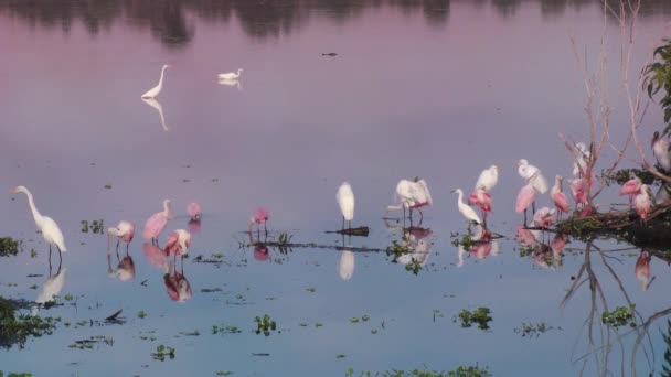 Roseate Spoonbills y garzas al atardecer en un lago — Vídeos de Stock