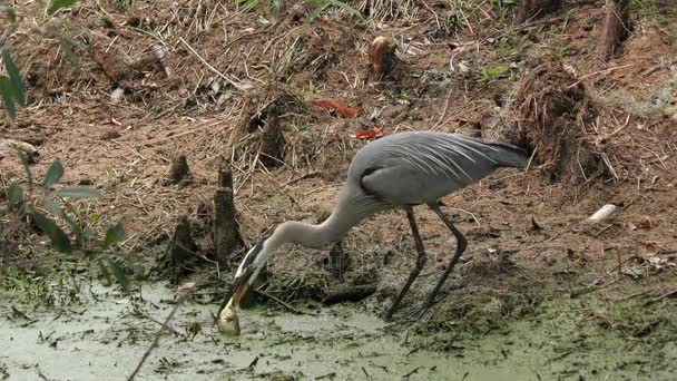 Great blue heron swallows a large frog — Stock Video