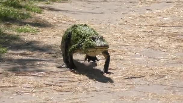 Jeune alligator marchant sur un sentier — Video