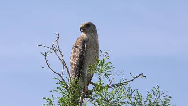 Red schouders Hawk op een top van de boom — Stockvideo