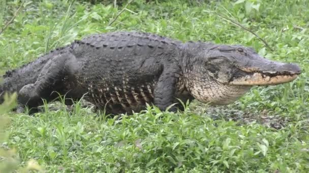 Grote alligator wandelingen tot het bereiken van het water — Stockvideo