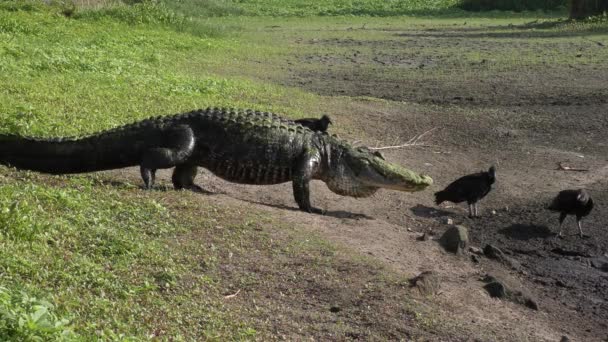 Alligator promenader ner till torkning damm för fiske — Stockvideo