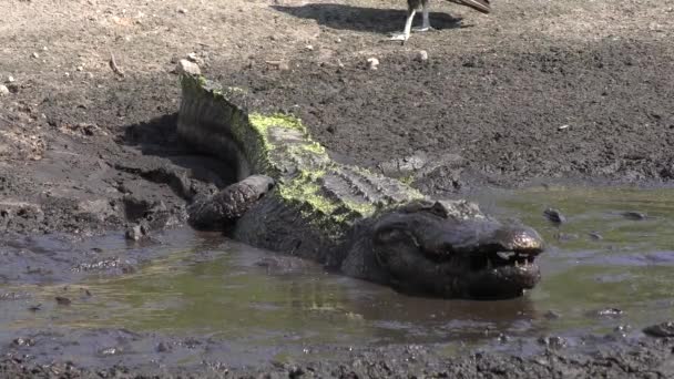 Alligator slikt vis in de vijver het opdrogen — Stockvideo